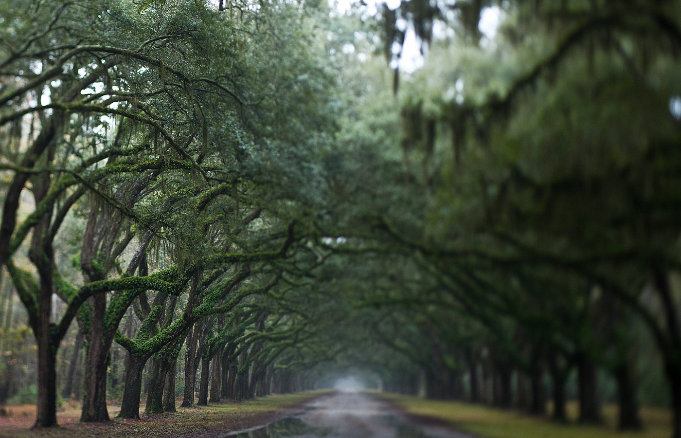  SAVANNAH FOR NICOLE 2 SAVANNAH FOR NICOLE B 0008  