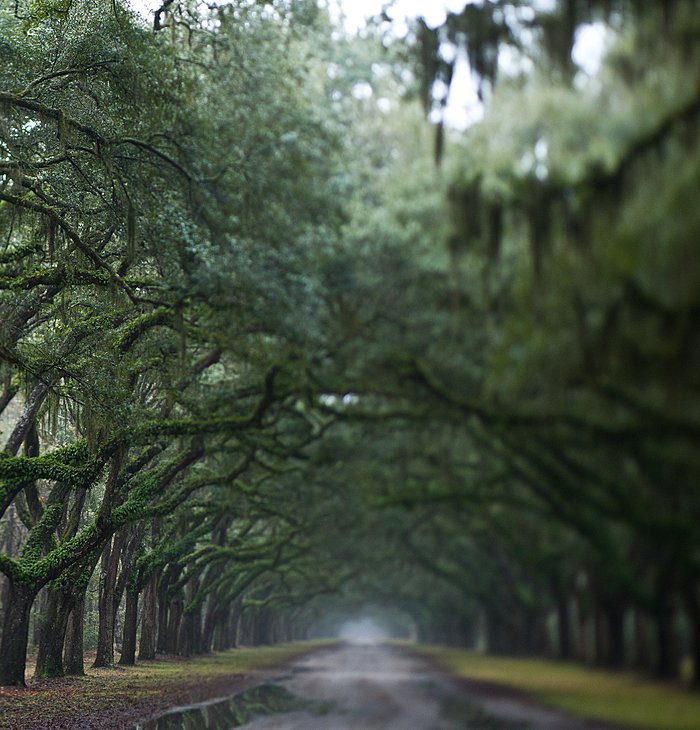  SAVANNAH FOR NICOLE 2 SAVANNAH FOR NICOLE B 0008  